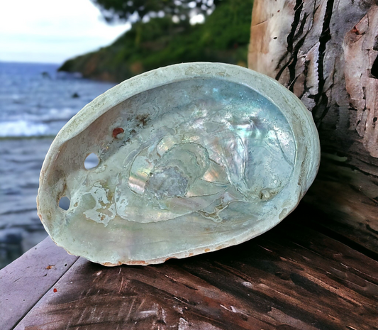 Abalone Shell for smudging