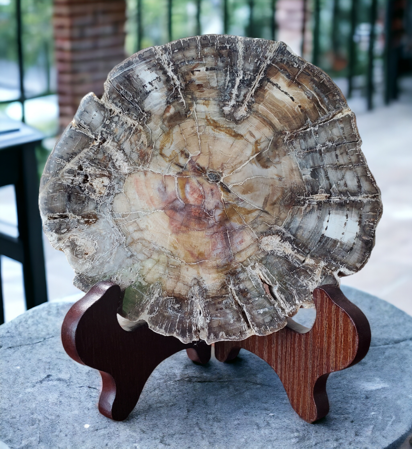 Petrified Wood Slab for growth & change