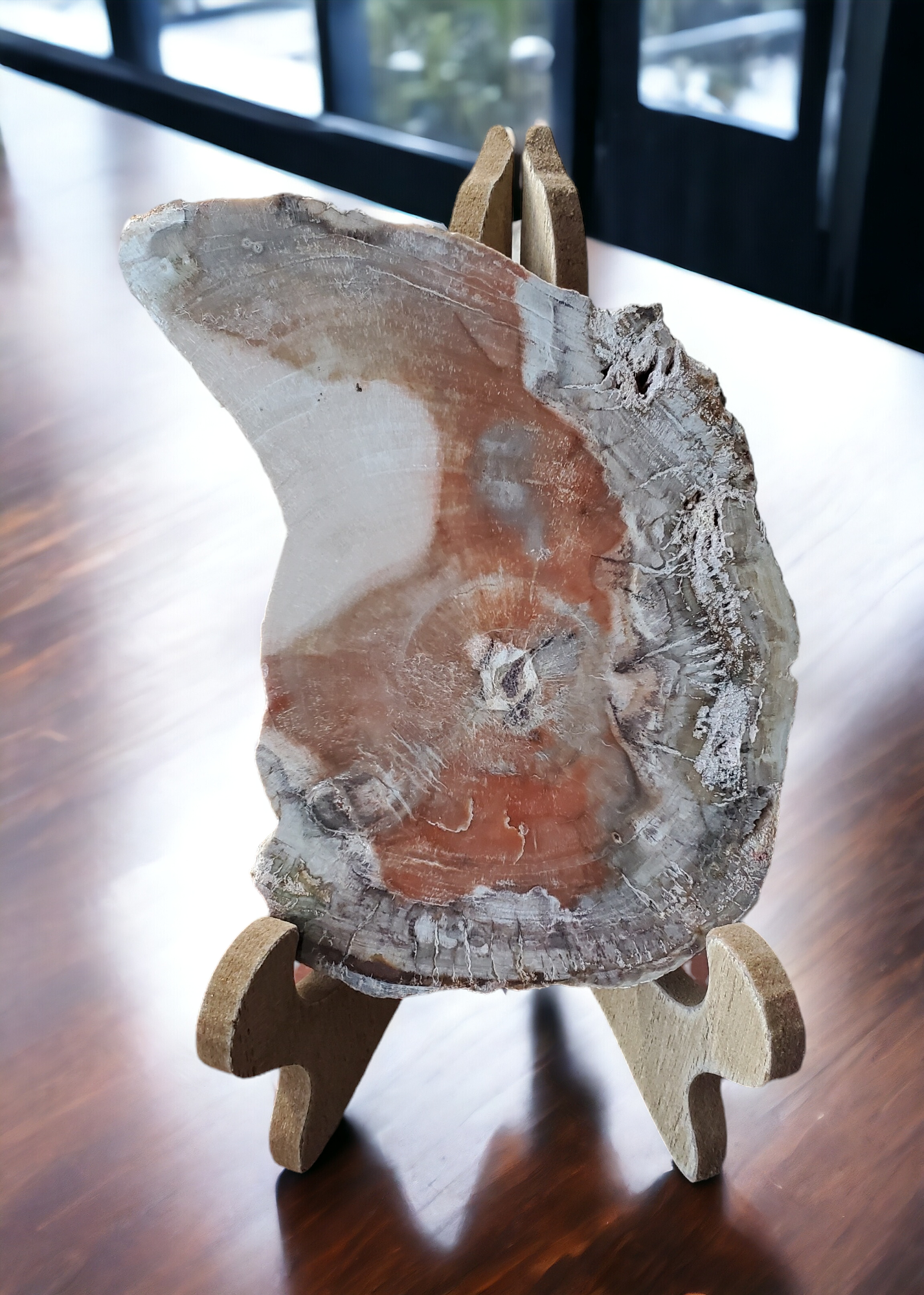 Petrified Wood Slab for growth & change