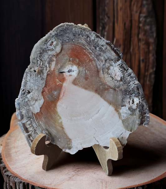 Petrified Wood Slab for growth & change