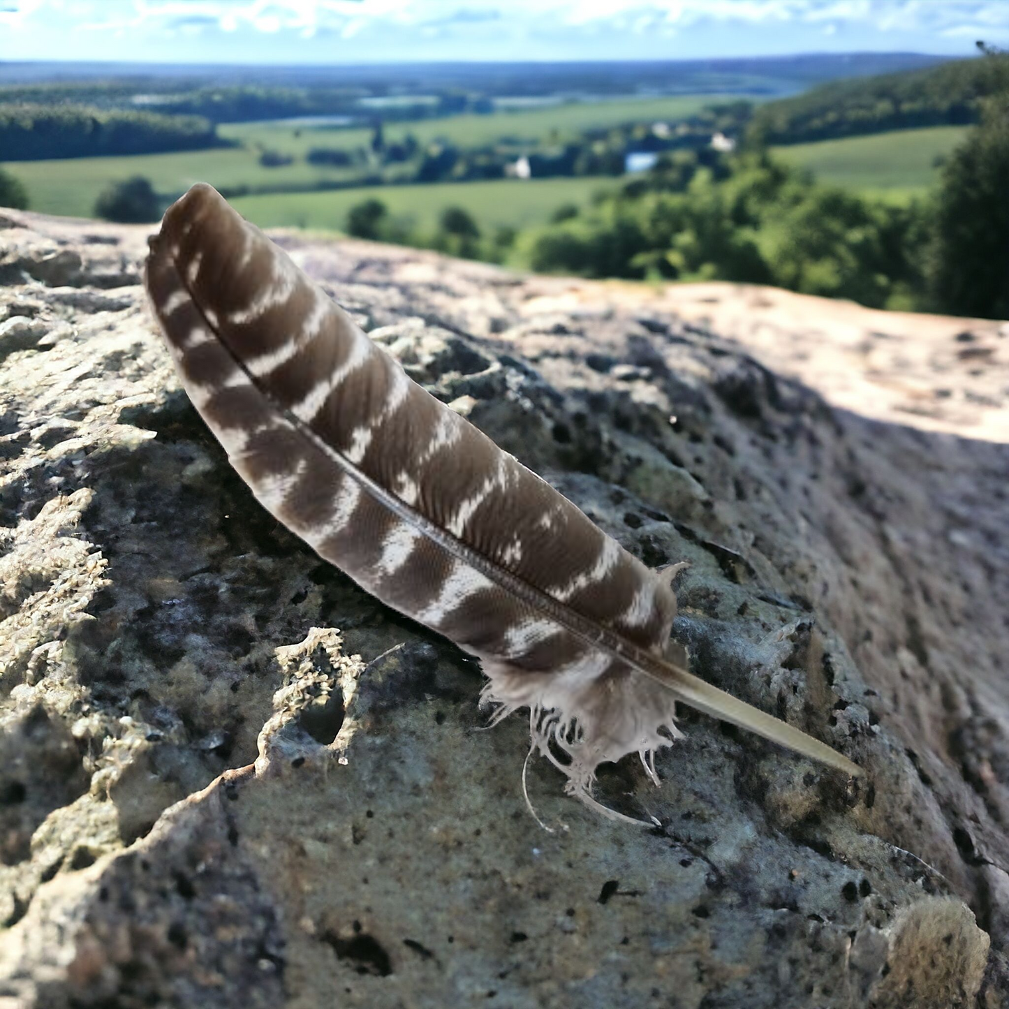 Turkey Feather for smudging